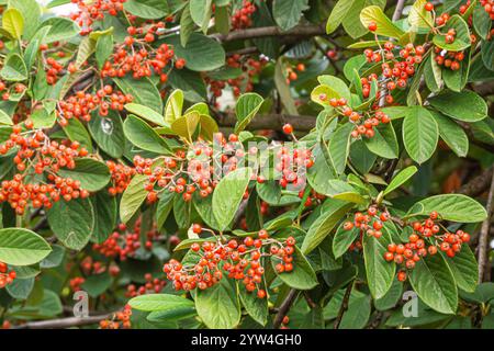 Milkflower cotoneaster, Cotoneaster lacteus, berries Stock Photo