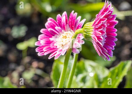 Gerbera 'Garvinea Sweet Fiesta', flowers Stock Photo