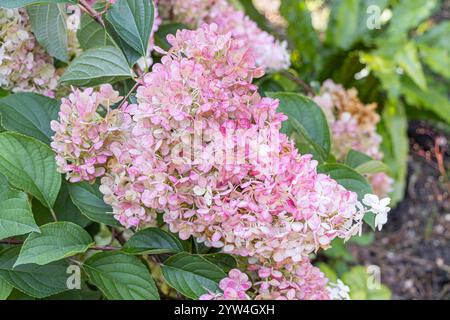 Hydrangea paniculata 'Vanille Fraise', flowers Stock Photo