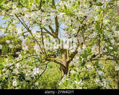 European bird cherry, Prunus padus, in bloom Stock Photo