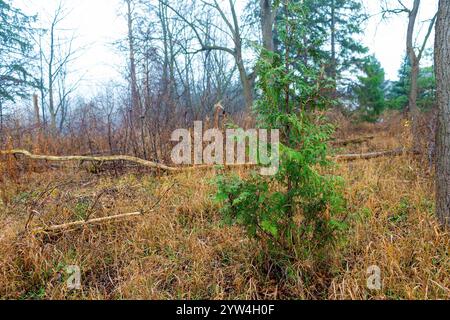 A lonely small bright green thuja among large deciduous, autumn trees Stock Photo