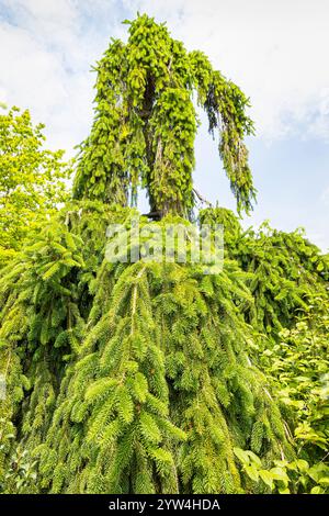 Weeping spruce 'Inversa', Picea abies 'Inversa' Stock Photo