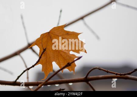 A lonely autumn maple leaf hanging on a branch after the rain Stock Photo