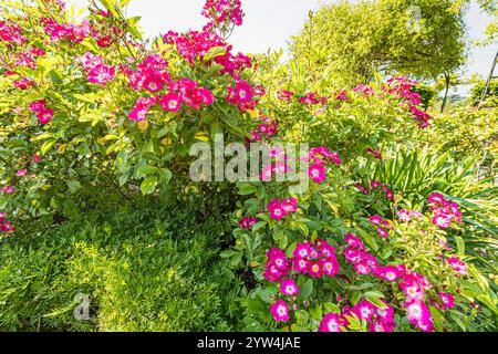 Multiflora rose, Rosa 'Maria Lisa', in bloom Stock Photo