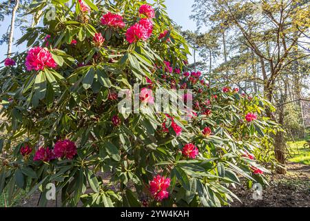 Rhododendron degronianum 'Geisha Lilarosa', in bloom Stock Photo