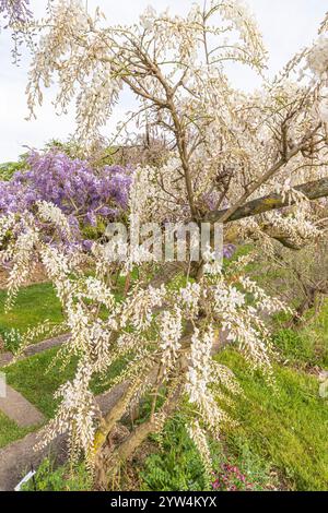 Chinese wisteria, Wisteria sinensis, 'Alba', in bloom Stock Photo