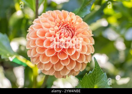 Dahlia 'Cornel Brons' Breeder : Smits (NDL) 2004, flower Stock Photo