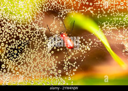 Male Bowl and Doiley Spider with Dew Droplets in Berwick, LA Stock Photo