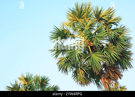 Fruiting Palmyra Palm or Toddy Palm Tree in the Sunlight Stock Photo