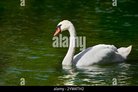 Mute Swan (Cygnus olor) in side view swimming in green water of a lake Stock Photo