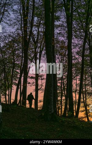 Among the tall beech trunks, in the light of the sunset a trekker against the light walks along a path. Concept. Maiella National Park, Abruzzo, Italy Stock Photo