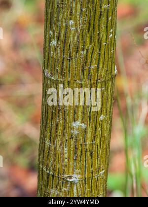 Colourful striped bark of the hardy deciduous snake bark maple, Acer tegmentosum 'White Tigress', adds winter interest Stock Photo