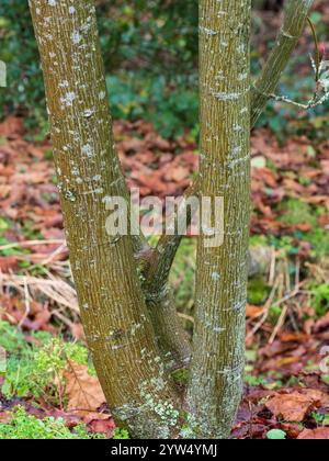 Colourful striped bark of the hardy deciduous snake bark maple, Acer tegmentosum 'White Tigress', adds winter interest Stock Photo