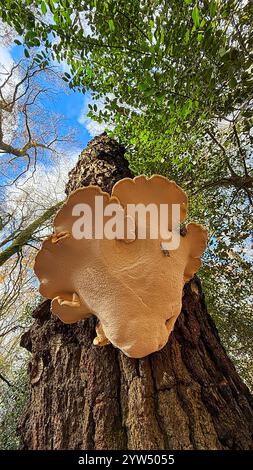 Birch bracket growing on a dead Silver Birch tree in Winter Stock Photo