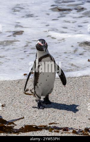 Sad South African penguin has come out of water and walking along the sandy coast. Spheniscus demersus. Black-footed or jackass penguin. South Africa, Stock Photo