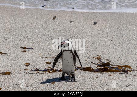 Sad South African penguin has come out of water and walking along the sandy coast. Spheniscus demersus. Black-footed or jackass penguin. South Africa, Stock Photo