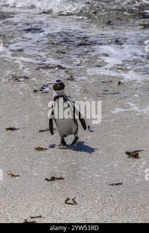 Sad South African penguin has come out of water and walking along the sandy coast. Spheniscus demersus. Black-footed or jackass penguin. South Africa, Stock Photo