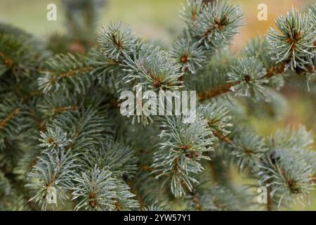Close-up of evergreen spruce branches with glistening water droplets and a touch of the first wet snow, capturing the serene beauty of nature Stock Photo