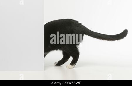Side view of an inquisitive black and white cat, head out of view, exploring behind the studio scenery Stock Photo