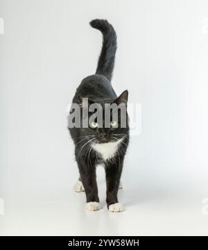 Black and white domestic cat walking towards the camera tail in the air, on a white background. Stock Photo