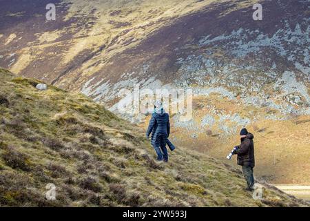 Nature photographers approaching mountain hare / snow hare (Lepus timidus) in white winter pelage in the hills of Cairngorms National Park, Scotland Stock Photo