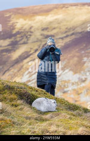 Nature photographer approaching mountain hare / snow hare (Lepus timidus) in white winter pelage in the hills of Cairngorms National Park, Scotland Stock Photo