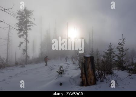 Magic december forest with sun ray light, Transylvania, Romania Stock Photo