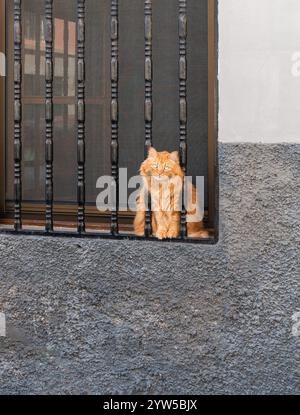 Large cat behind steel window bars on house in Spain Stock Photo