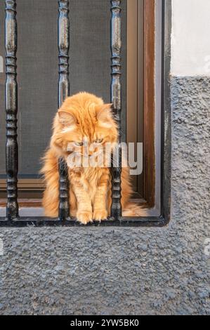 Large cat behind steel window bars on house in Spain Stock Photo