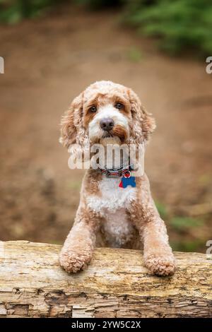 Brown Cockapoo dog at Virginia Water Lake in Berkshire Stock Photo - Alamy