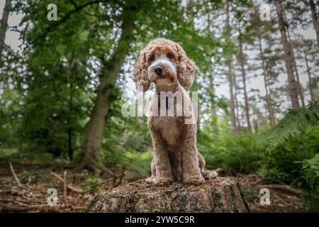 Brown Cockapoo dog at Virginia Water Lake in Berkshire Stock Photo - Alamy