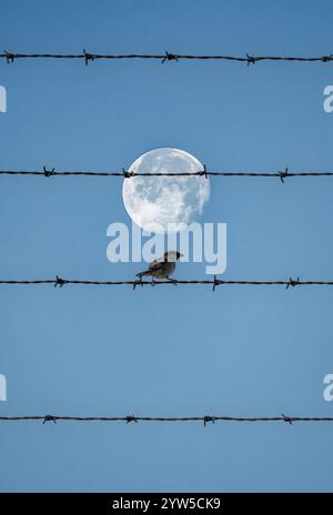 Sparrow on barbed wire fence with full moon in background. Bird on a wire. Stock Photo