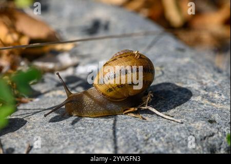A brown-striped snail explores a textured stone surrounded by greenery on a bright, peaceful afternoon. Stock Photo
