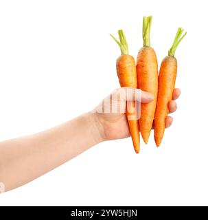 carrots in hand path isolated on white Stock Photo