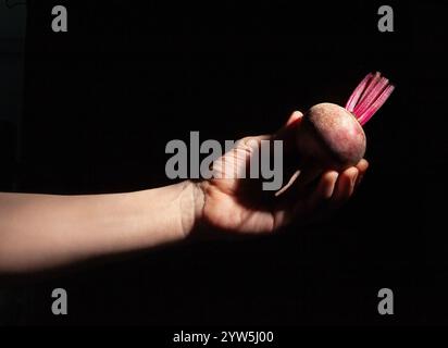 beetroot in hand on black background Stock Photo
