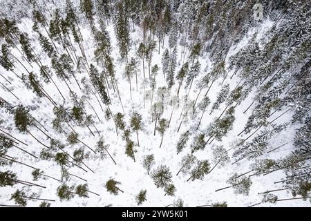 Aerial view of a winter snow covered pine forest. Winter forest texture. Aerial view. Aerial drone view of a winter landscape. Snow covered forest. Hi Stock Photo