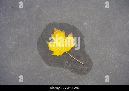 Yellow maple leaf with fall color on dark slate surface Stock Photo