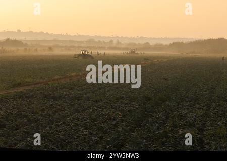 Dawn over crop fields with unrecognizable farmers and tractors, Spain Stock Photo