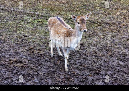 A female deer stands on the wet ground in a field.  Stock Photo