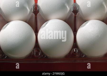 Chicken eggs in a plastic container. Stock Photo