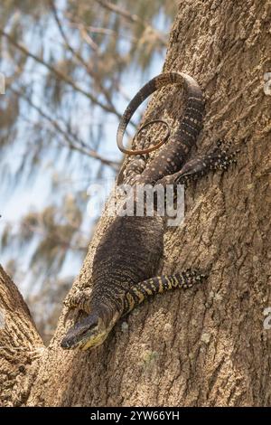 Lace Monitor or Lace Goanna (Varanus varius) perched on a tree trunk, North Stradbroke Island, Queensland, QLD, Australia Stock Photo