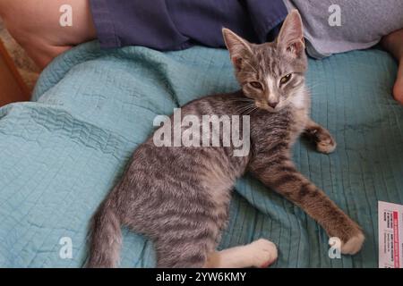 "Saved from the scorching July sun outside Alamogordo, this spirited gray tabby kitten now thrives—perched proudly under blue skies, sprawled contente Stock Photo