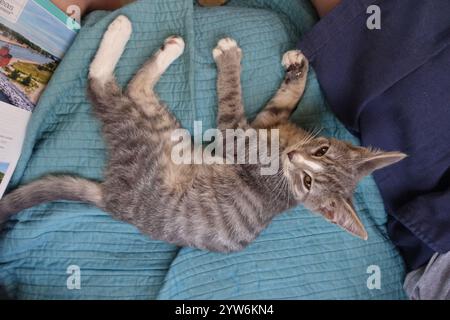 "Saved from the scorching July sun outside Alamogordo, this spirited gray tabby kitten now thrives—perched proudly under blue skies, sprawled contente Stock Photo