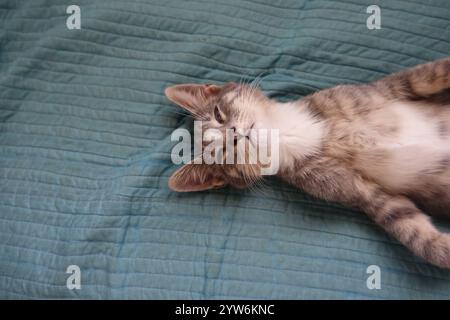 "Saved from the scorching July sun outside Alamogordo, this spirited gray tabby kitten now thrives—perched proudly under blue skies, sprawled contente Stock Photo