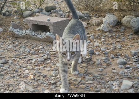 "Saved from the scorching July sun outside Alamogordo, this spirited gray tabby kitten now thrives—perched proudly under blue skies, sprawled contente Stock Photo