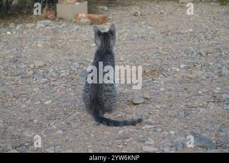 "Saved from the scorching July sun outside Alamogordo, this spirited gray tabby kitten now thrives—perched proudly under blue skies, sprawled contente Stock Photo