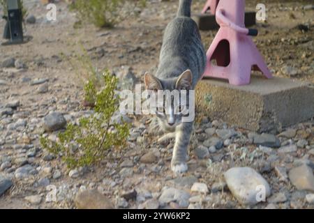 "Saved from the scorching July sun outside Alamogordo, this spirited gray tabby kitten now thrives—perched proudly under blue skies, sprawled contente Stock Photo