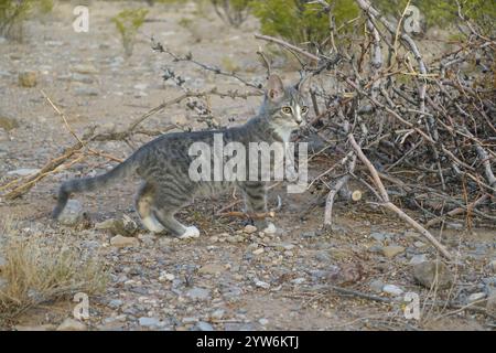 "Saved from the scorching July sun outside Alamogordo, this spirited gray tabby kitten now thrives—perched proudly under blue skies, sprawled contente Stock Photo