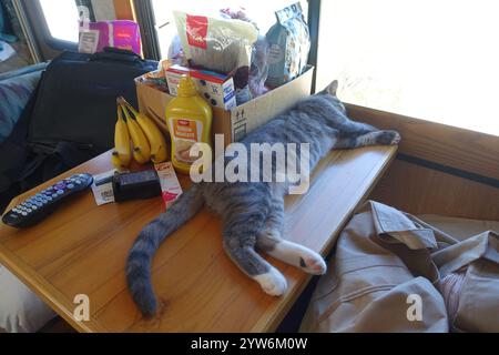 "Saved from the scorching July sun outside Alamogordo, this spirited gray tabby kitten now thrives—perched proudly under blue skies, sprawled contente Stock Photo