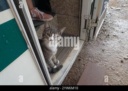 "Saved from the scorching July sun outside Alamogordo, this spirited gray tabby kitten now thrives—perched proudly under blue skies, sprawled contente Stock Photo